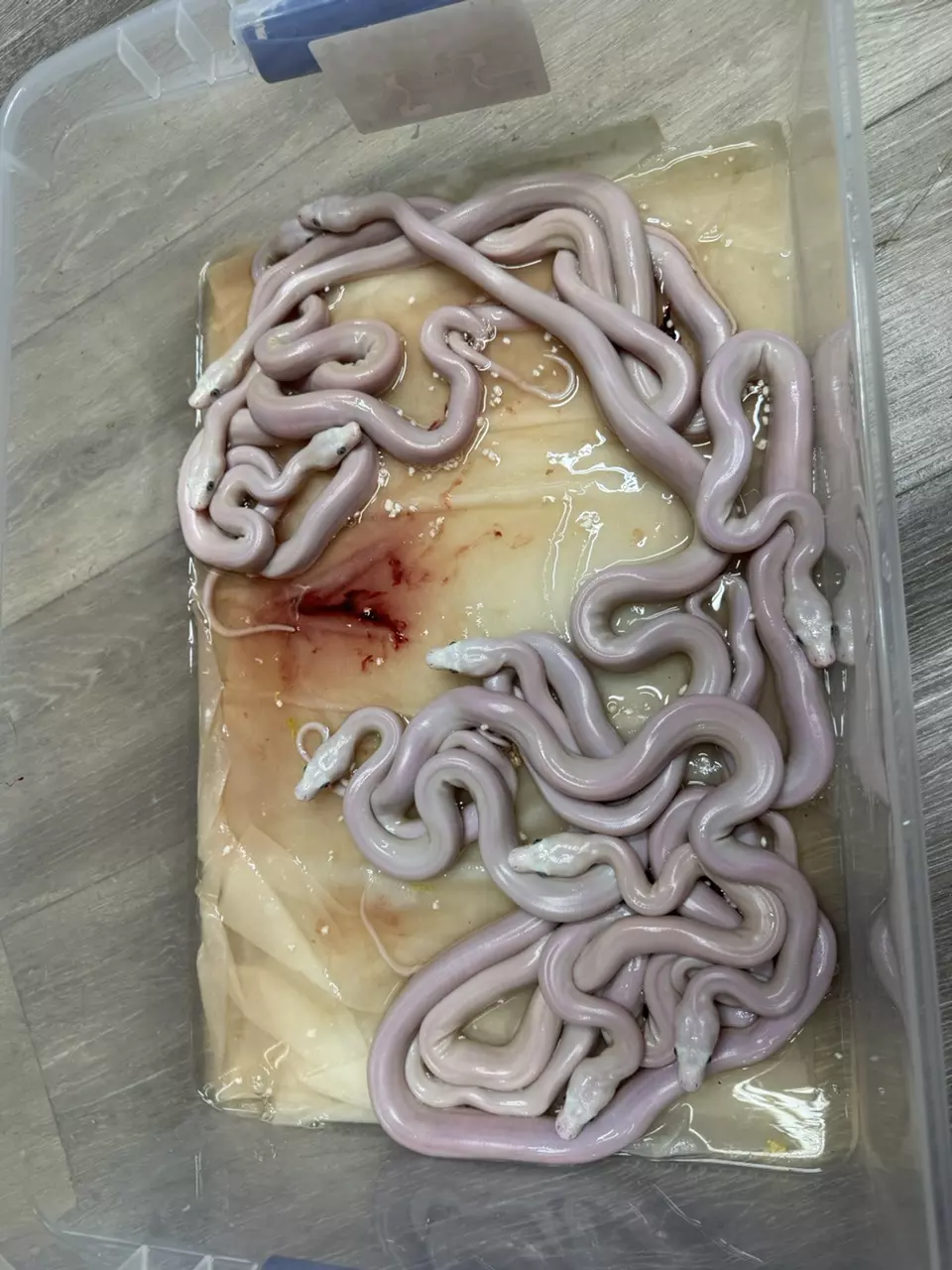 Just Hatched Cow Reticulated Pythons thumbnail
