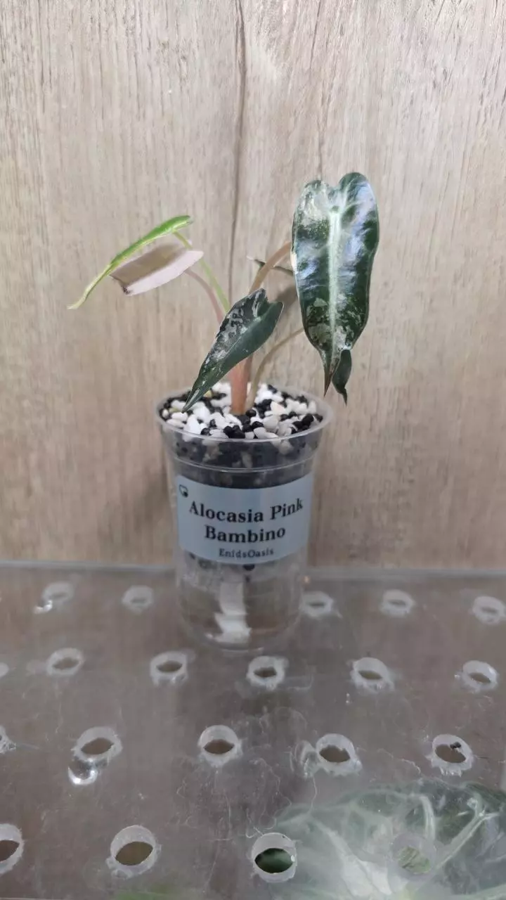 Alocasia Bambino Pink Pup thumbnail