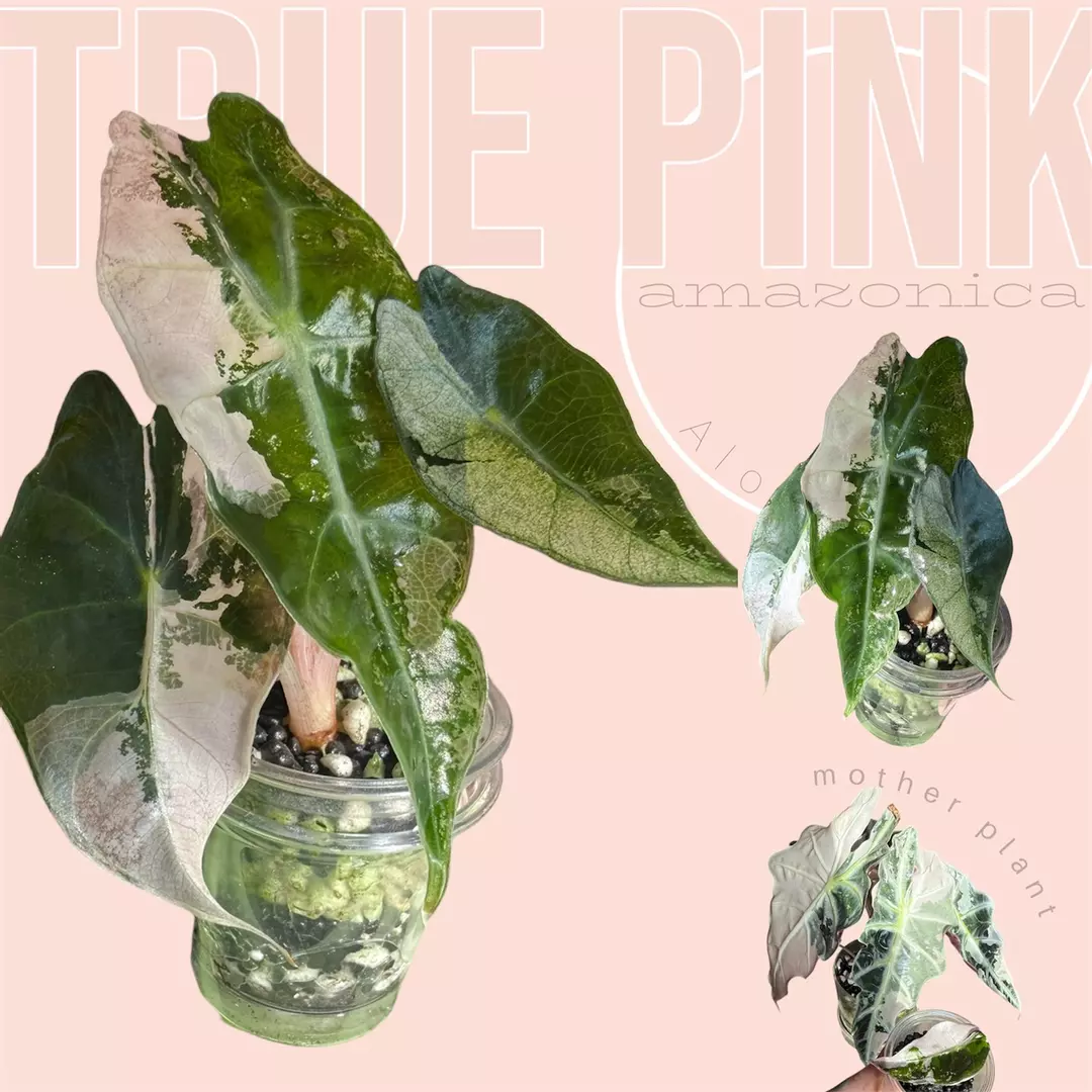 Pink amazonica - variegated alocasia - rare pink alocasia thumbnail