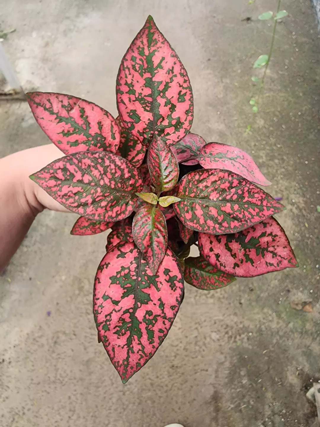 Hypoestes red splash thumbnail