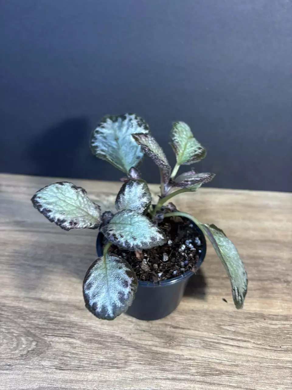 Episcia Silver 3” - grower’s choice thumbnail