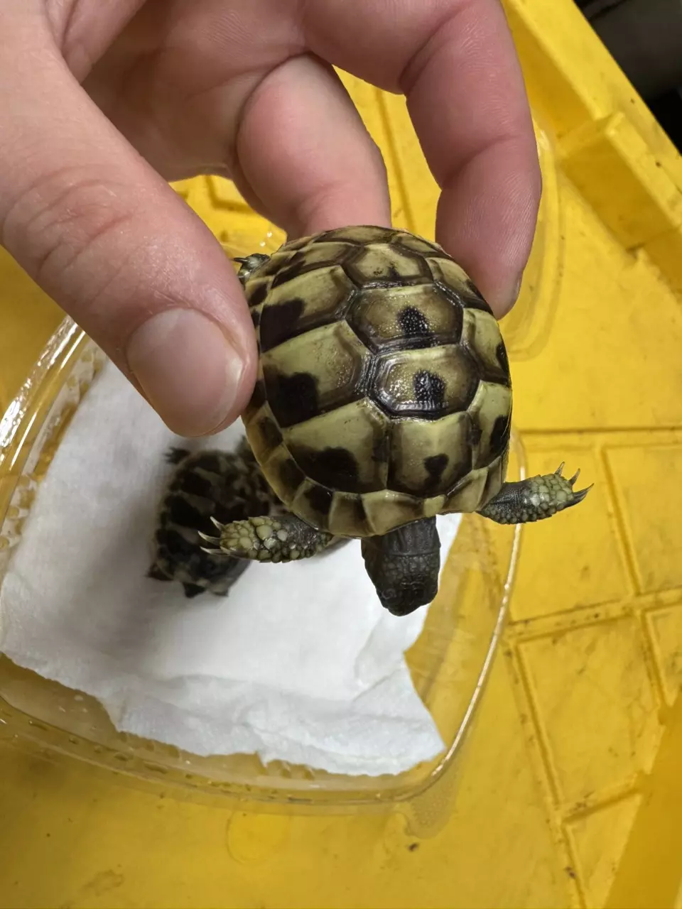 CB Eastern Herman’s Tortoise thumbnail