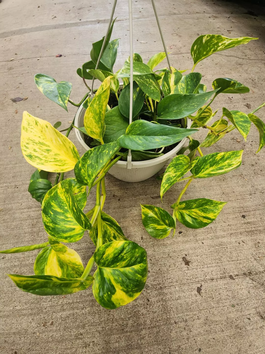 Teruno pothos basket thumbnail