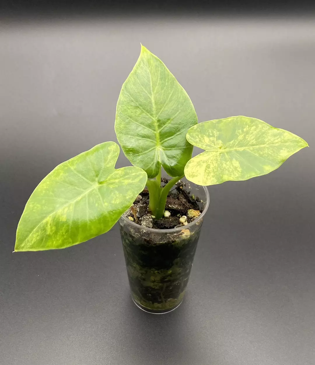 Gageana Aurea thumbnail