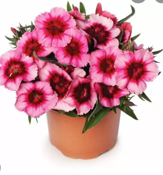 Super parfait raspberry dianthus thumbnail