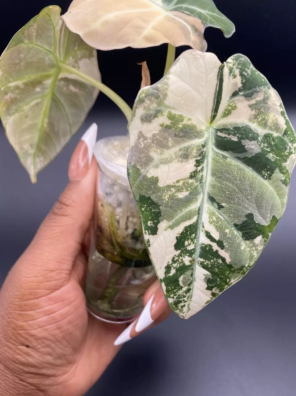 Alocasia Pink Black Velvet thumbnail