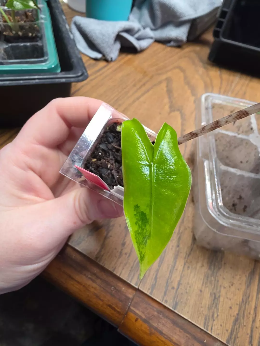 0079 aurea zebrina thumbnail