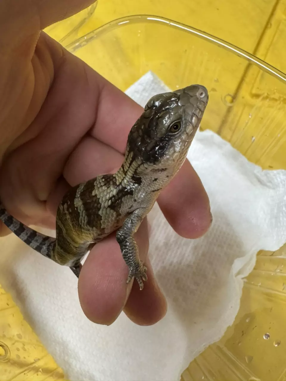 CB Tanimbar Blue Tongue Skink thumbnail