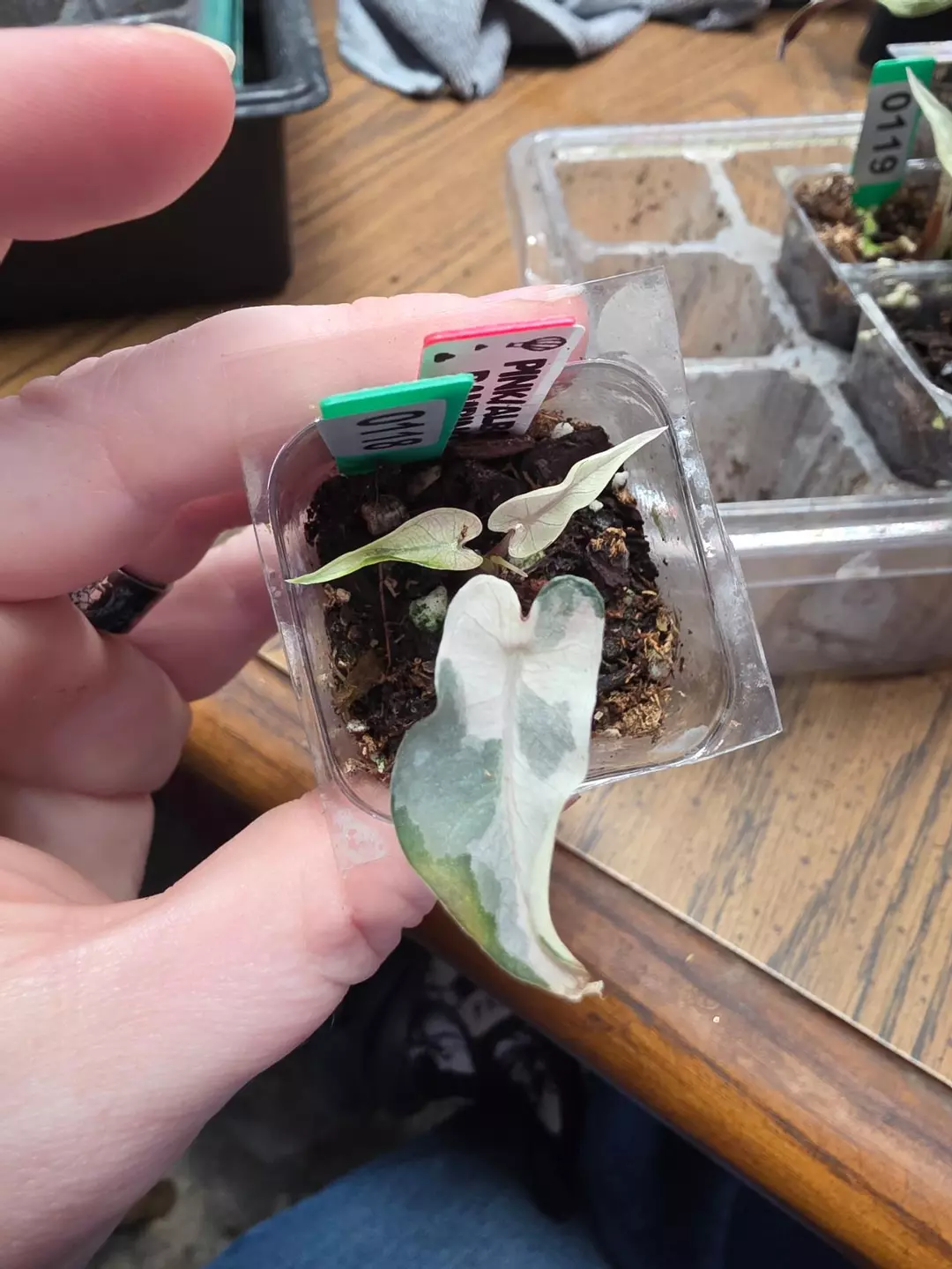 0118 pink bambino thumbnail