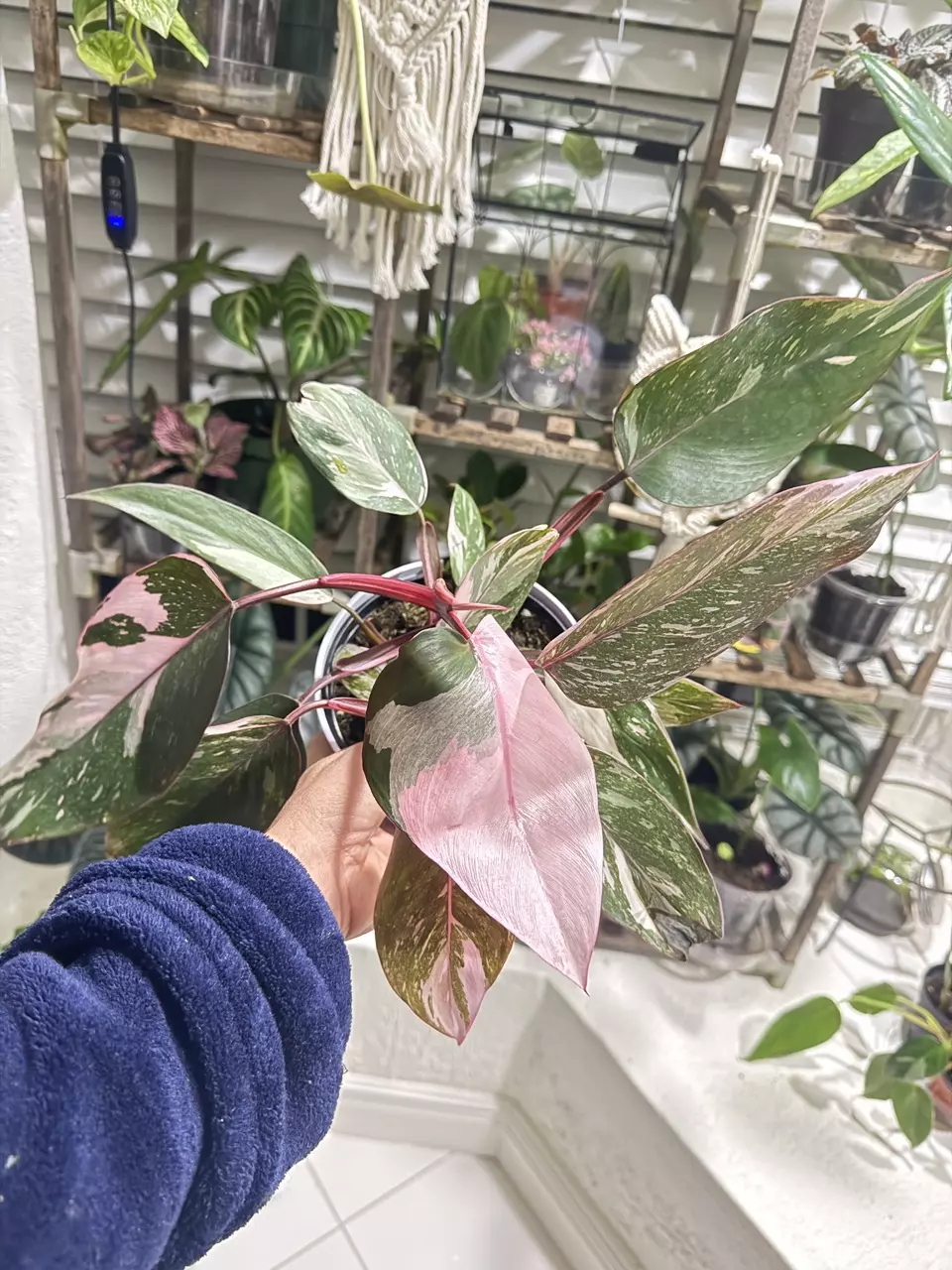 🌿 Philodendron Pink Princess (Rare Variegated Plant) thumbnail