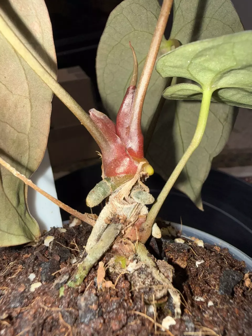 Anthurium Magnificum x Pap in 4 inch pot thumbnail