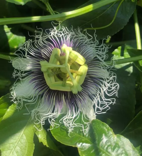 Passion flower vine Frederick. thumbnail