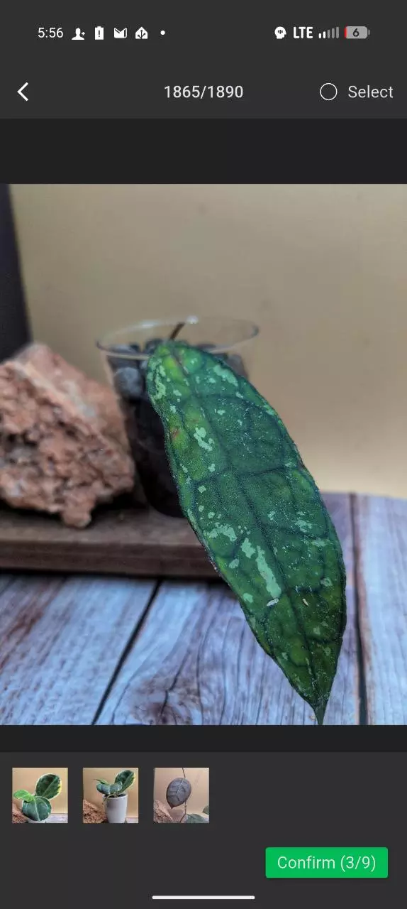 Finlaysonii Black splash EPC 317 thumbnail