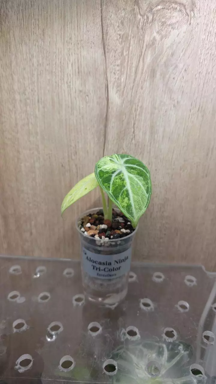 Alocasia Ninja Tricolor Pup thumbnail