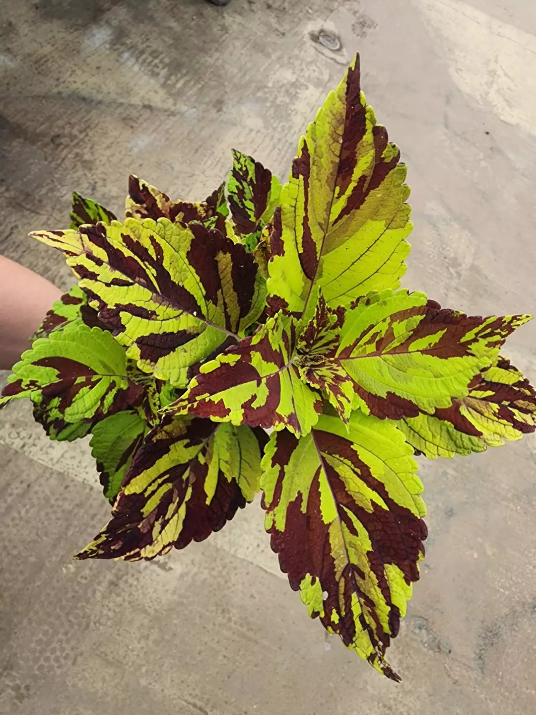 Coleus thumbnail