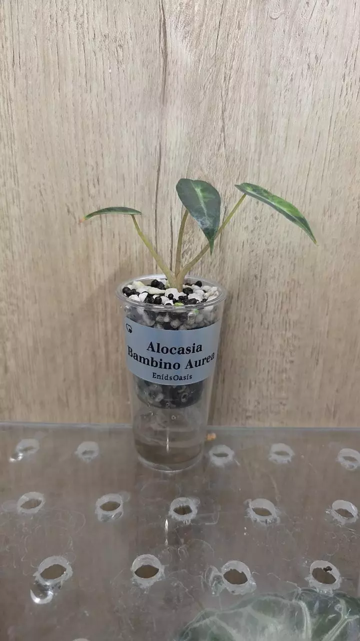 Alocasia Bambino Aurea Pup thumbnail
