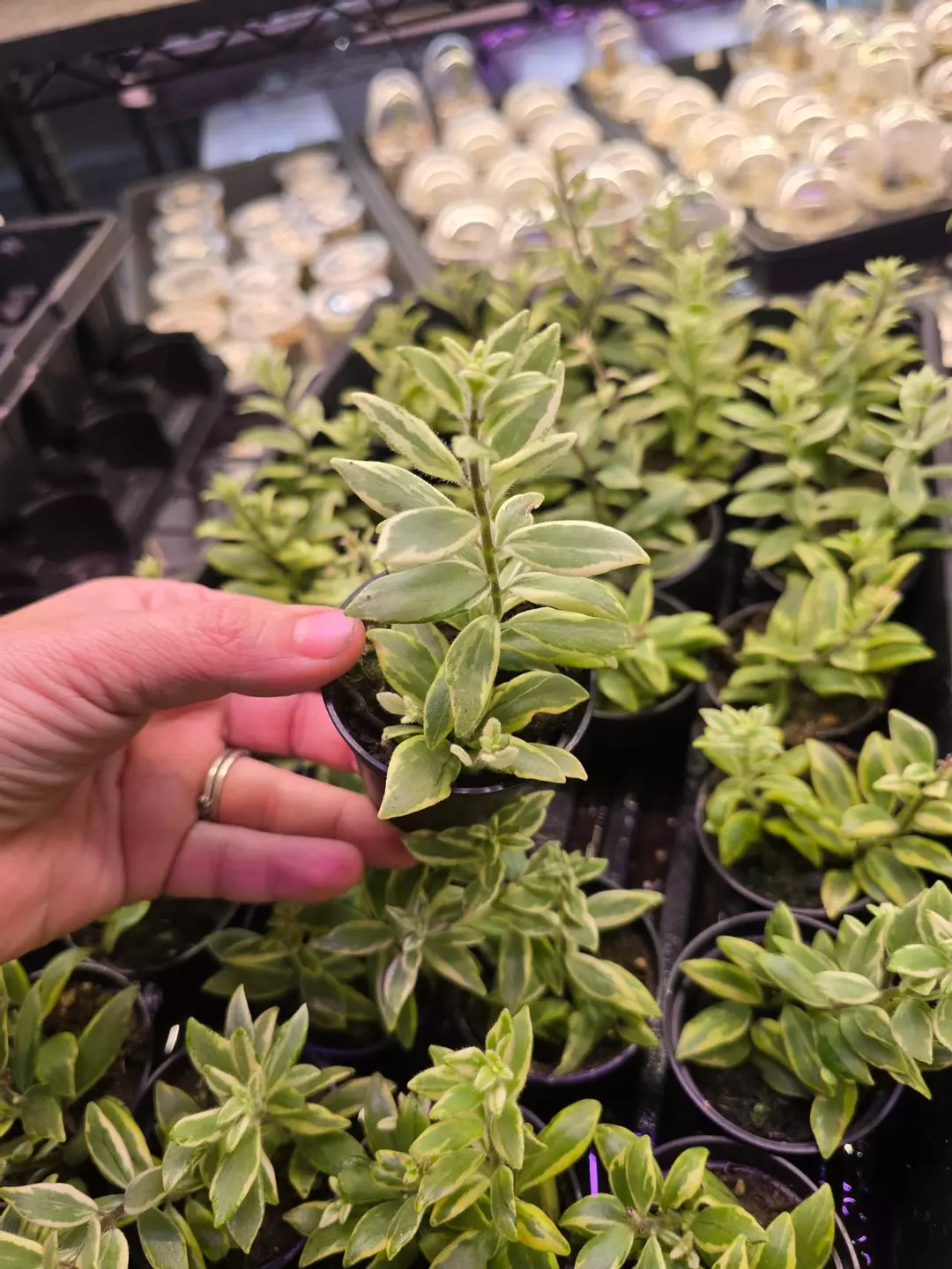 2in Columnea 'Light Prince' pixie GC thumbnail