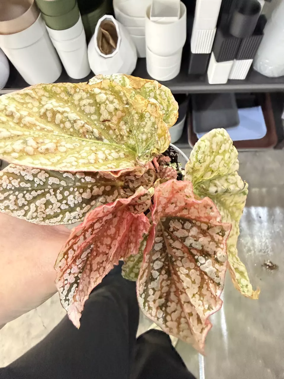 Begonia Snow Capped thumbnail