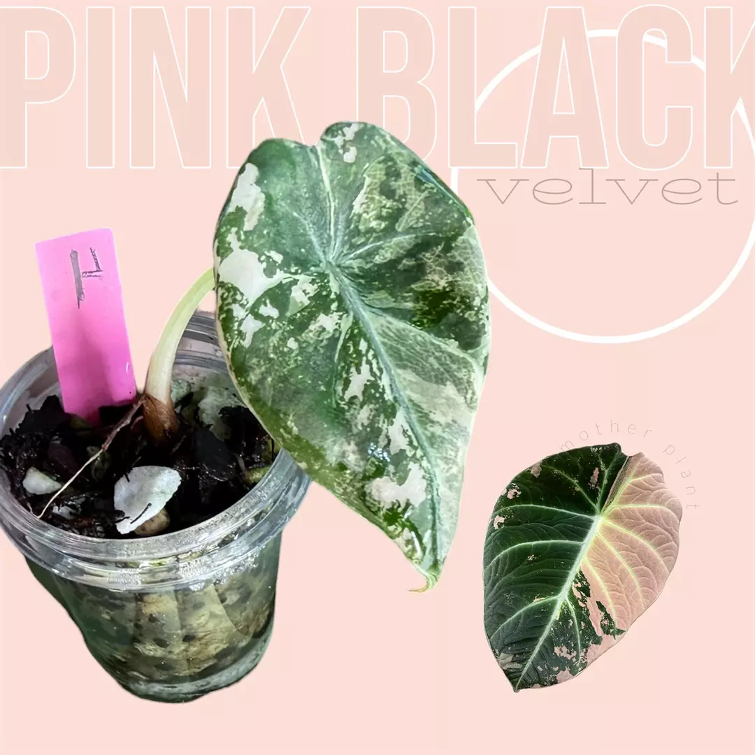 Pink black velvet - variegated pb velvet - rare pink alocasia thumbnail