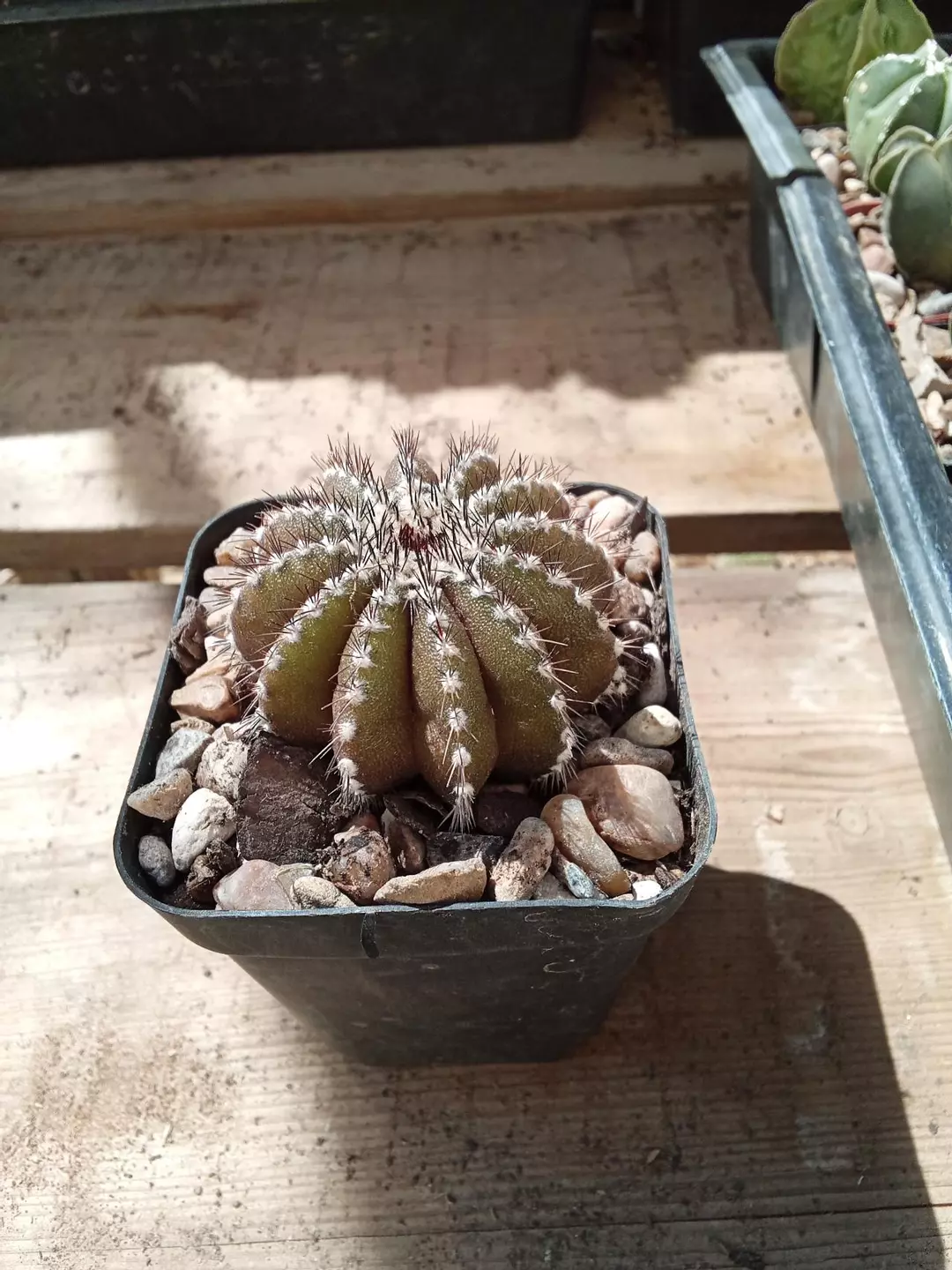 Uebelmannia Pectenifera cactus thumbnail