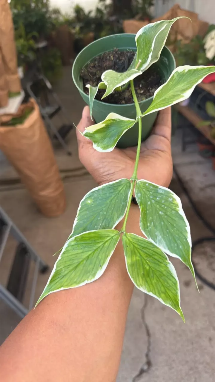 Hoya polyneura 'Variegated thumbnail