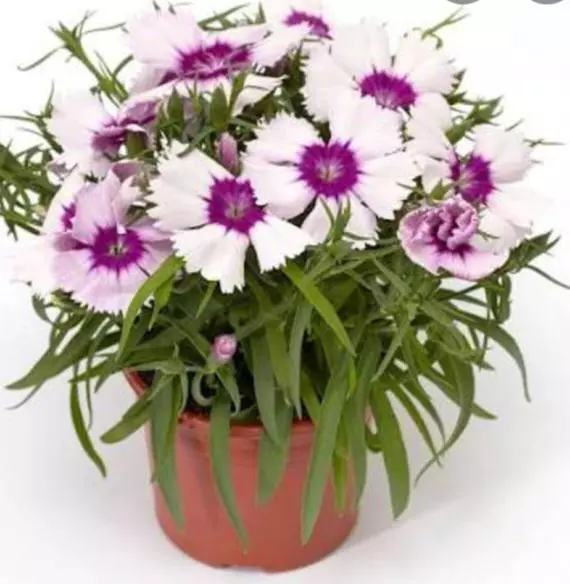 Venti parfait blueberry eye dianthus thumbnail