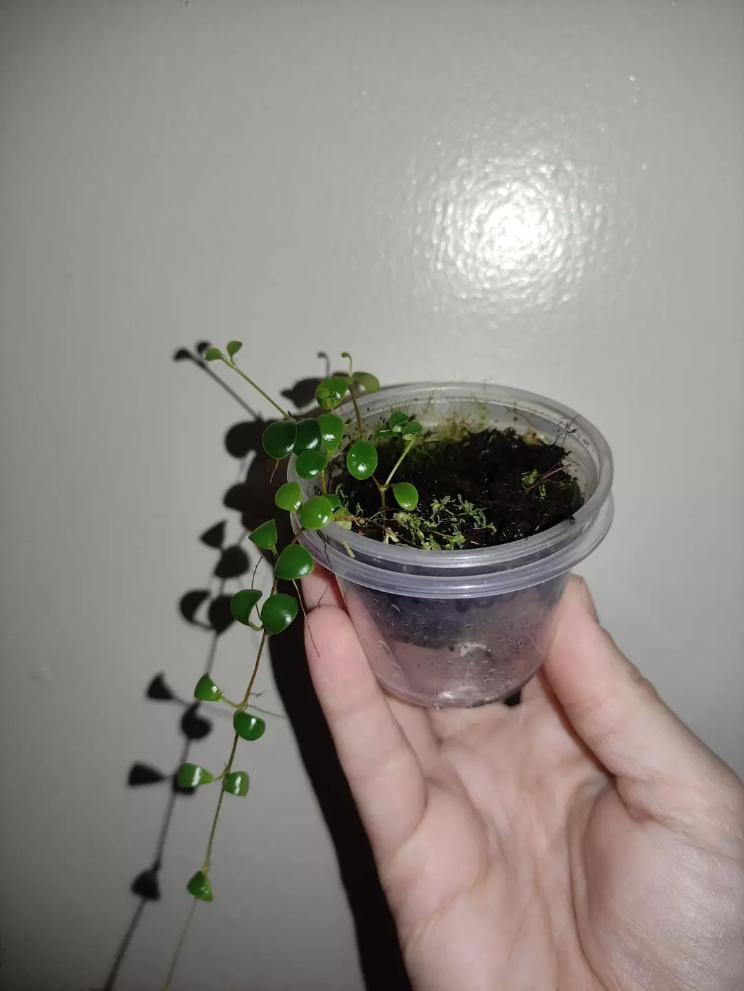 Medinilla sedifolia thumbnail