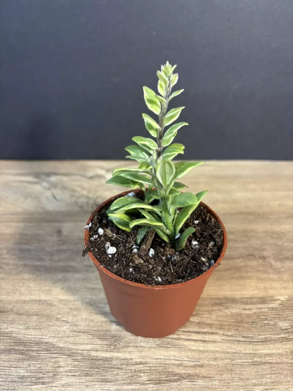 Aeschynanthus Bolero Bicolore  - Variegated Lipstick Plant 3” - grower’s choice thumbnail