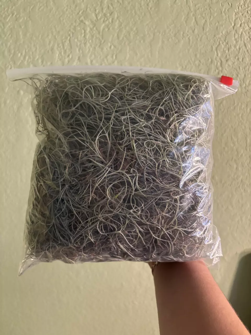 Live Spanish Moss - 1 gallon thumbnail