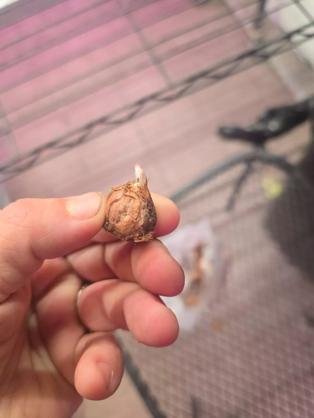 BULB - Oxalis triangularis 'Iron Cross' GC thumbnail