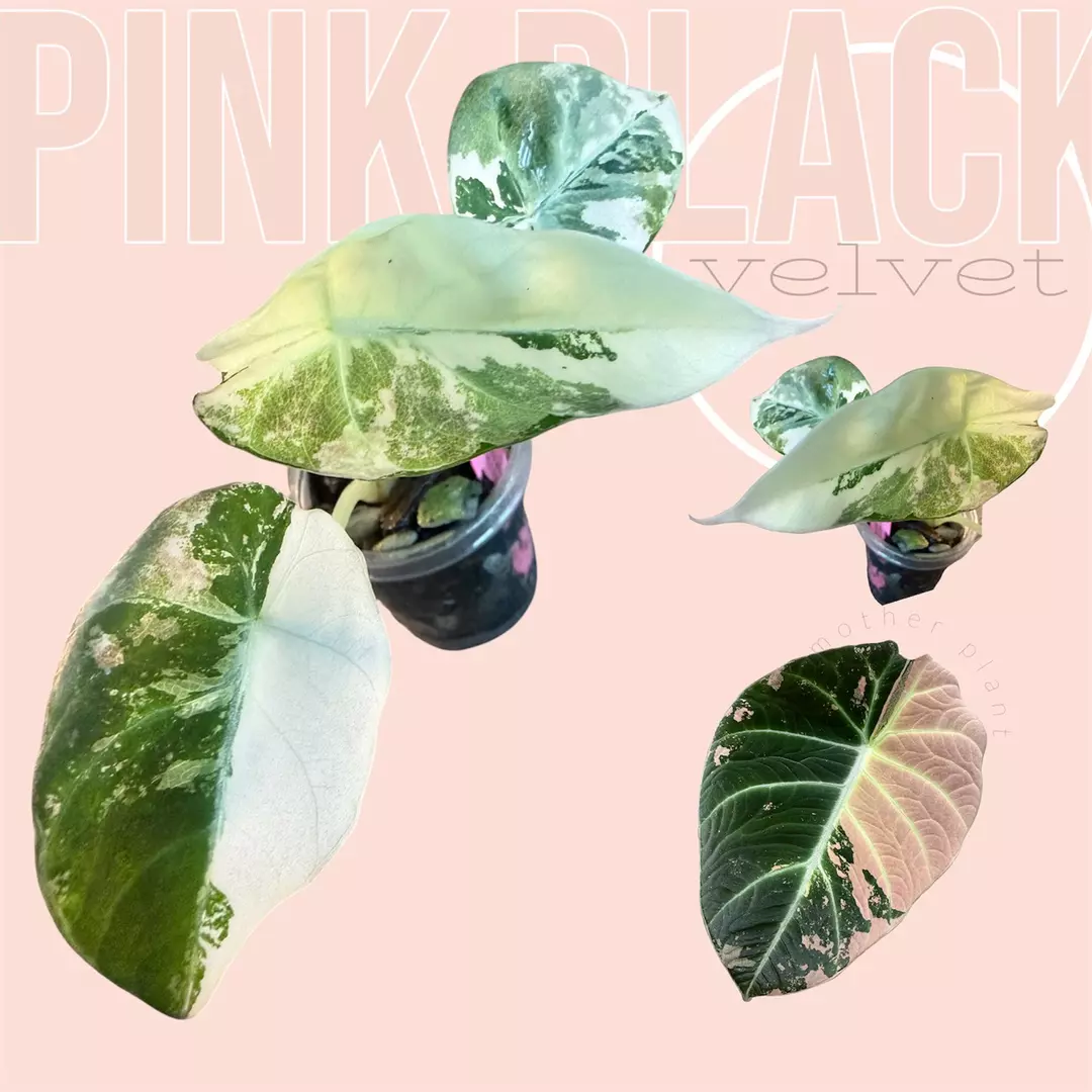 Pink black velvet - variegated alocasia - rare pink alocasia thumbnail