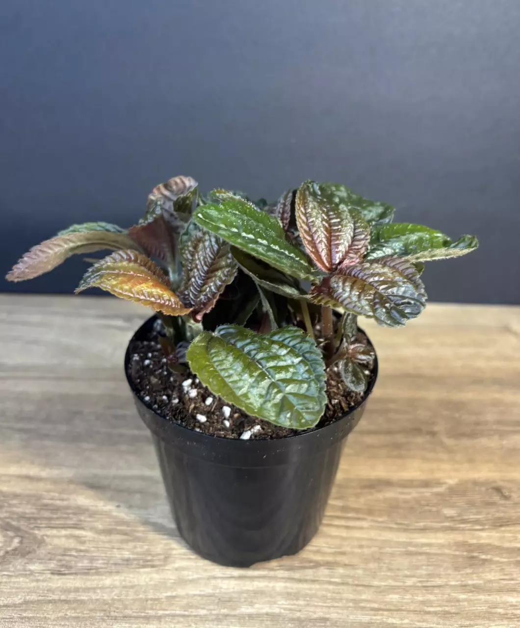 Pilea Involucrata 'Friendship Pilea' 4" - grower’s choice thumbnail