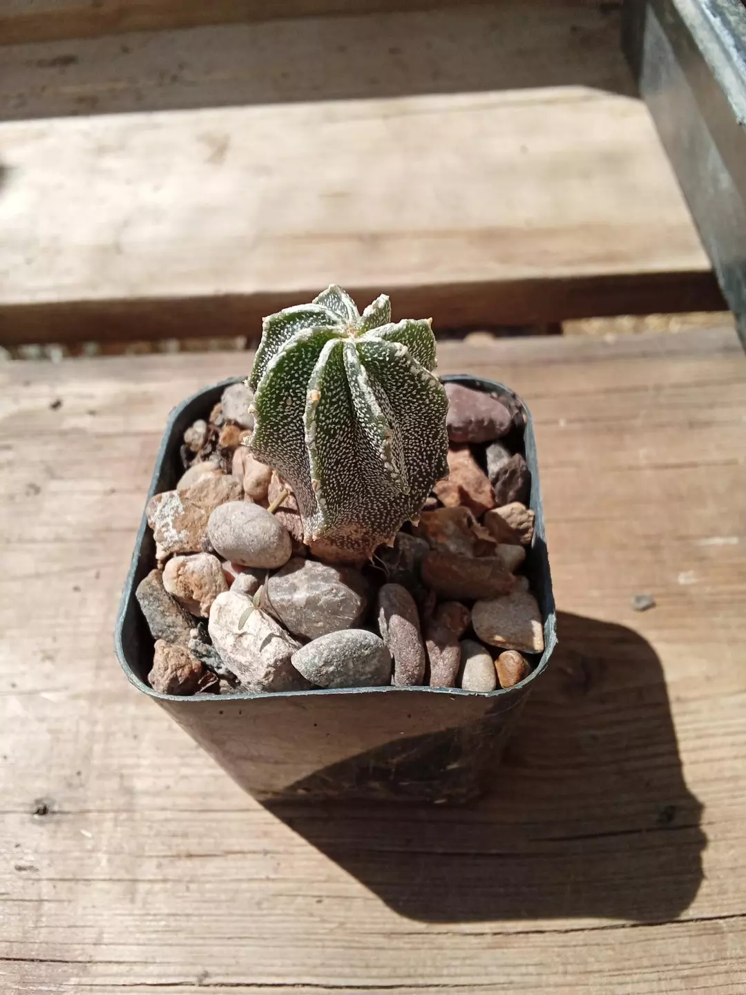 Astrophytum Ornatum Hybrid* cactus seedling thumbnail