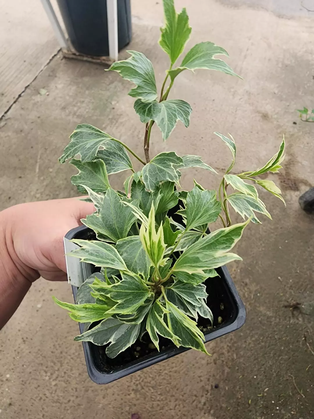 White ripple ivy thumbnail