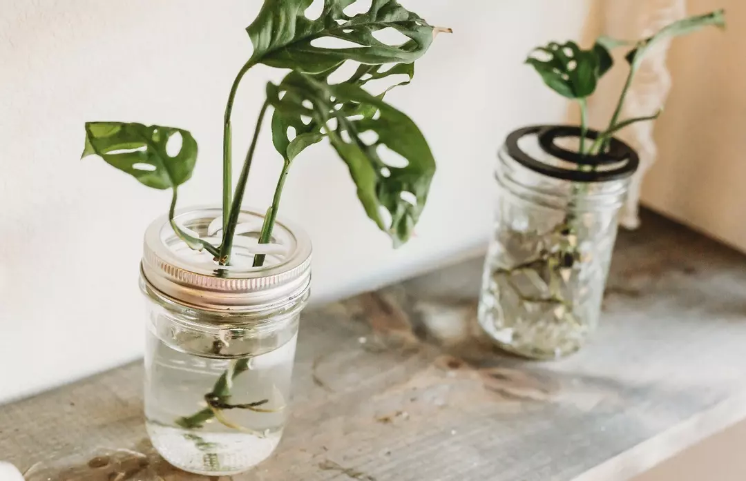 Mason Jar Propagation Lid (Monstera pastel) thumbnail