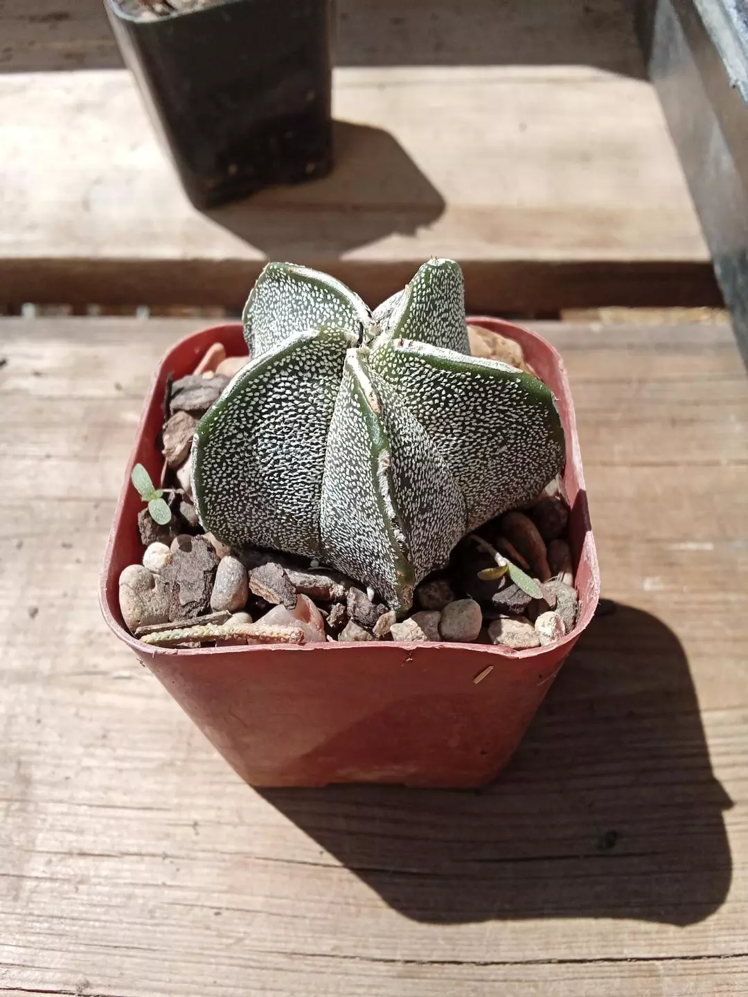Astrophytum Myriostigma 'Onzuka' cactus seedling thumbnail