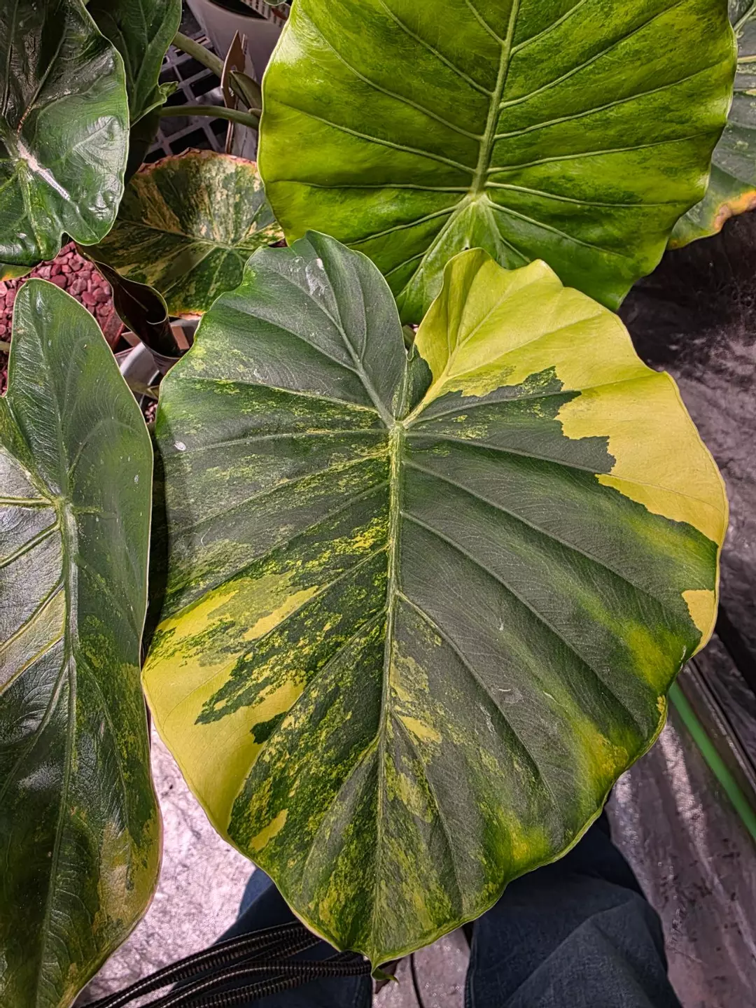 Aurea gageana corm thumbnail