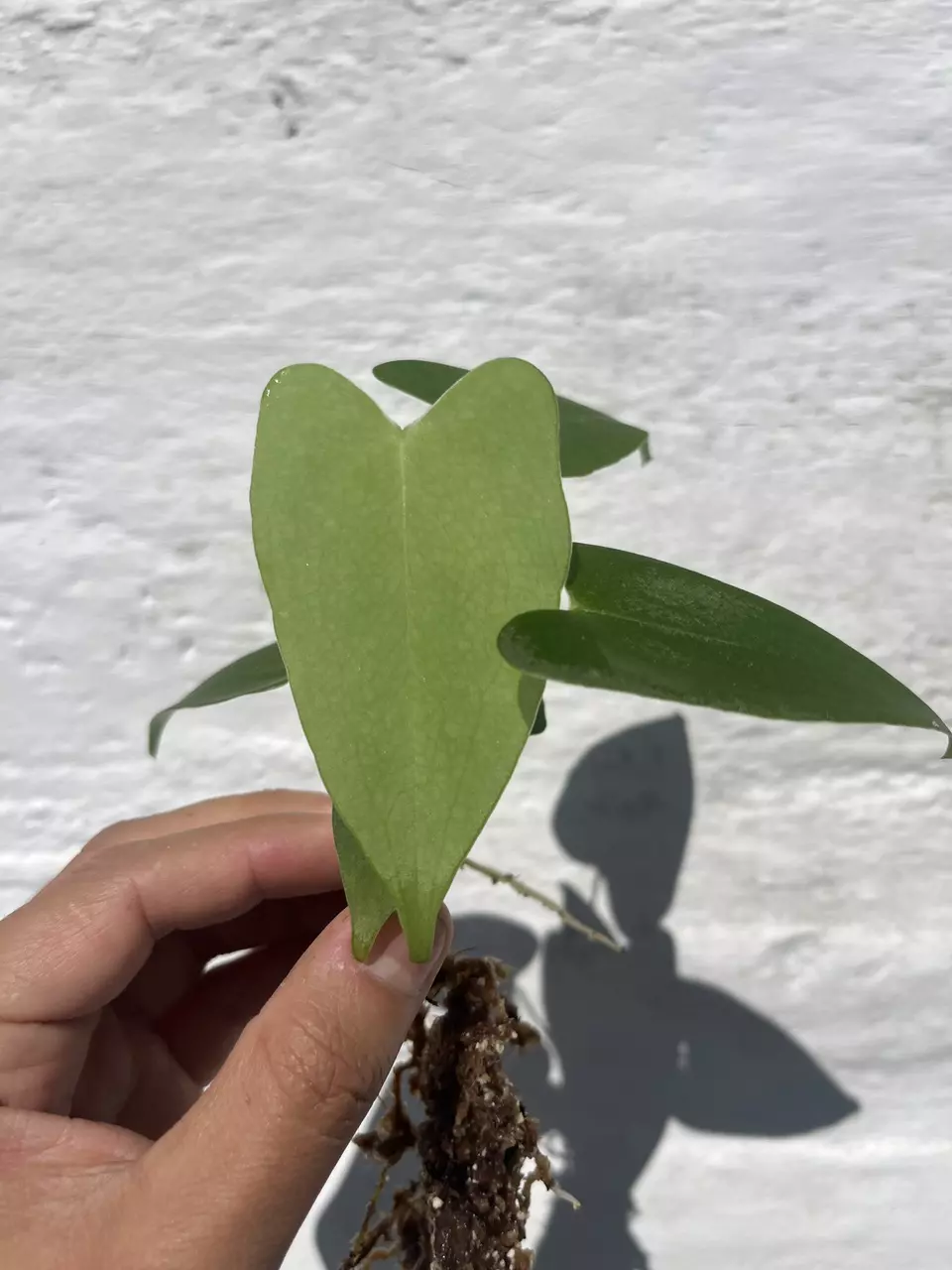 Anthurium folsomianum rare thumbnail