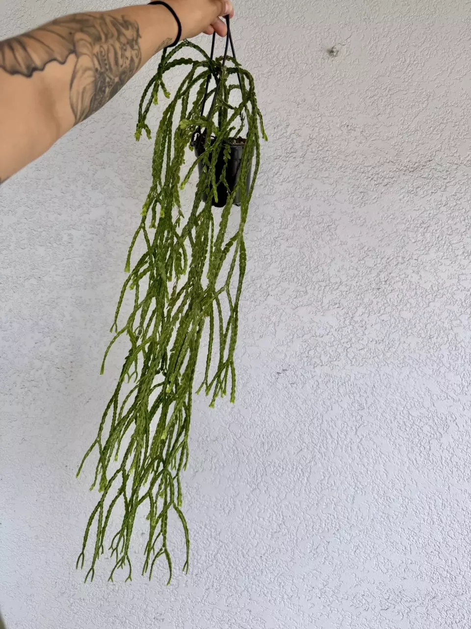 Huperzia Nummulariifolia 4” thumbnail