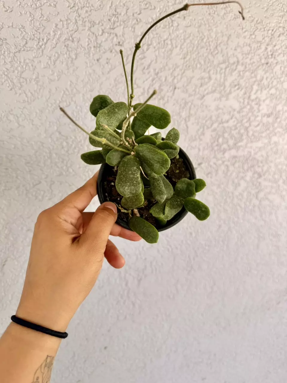 Hoya rotundiflora 4” thumbnail