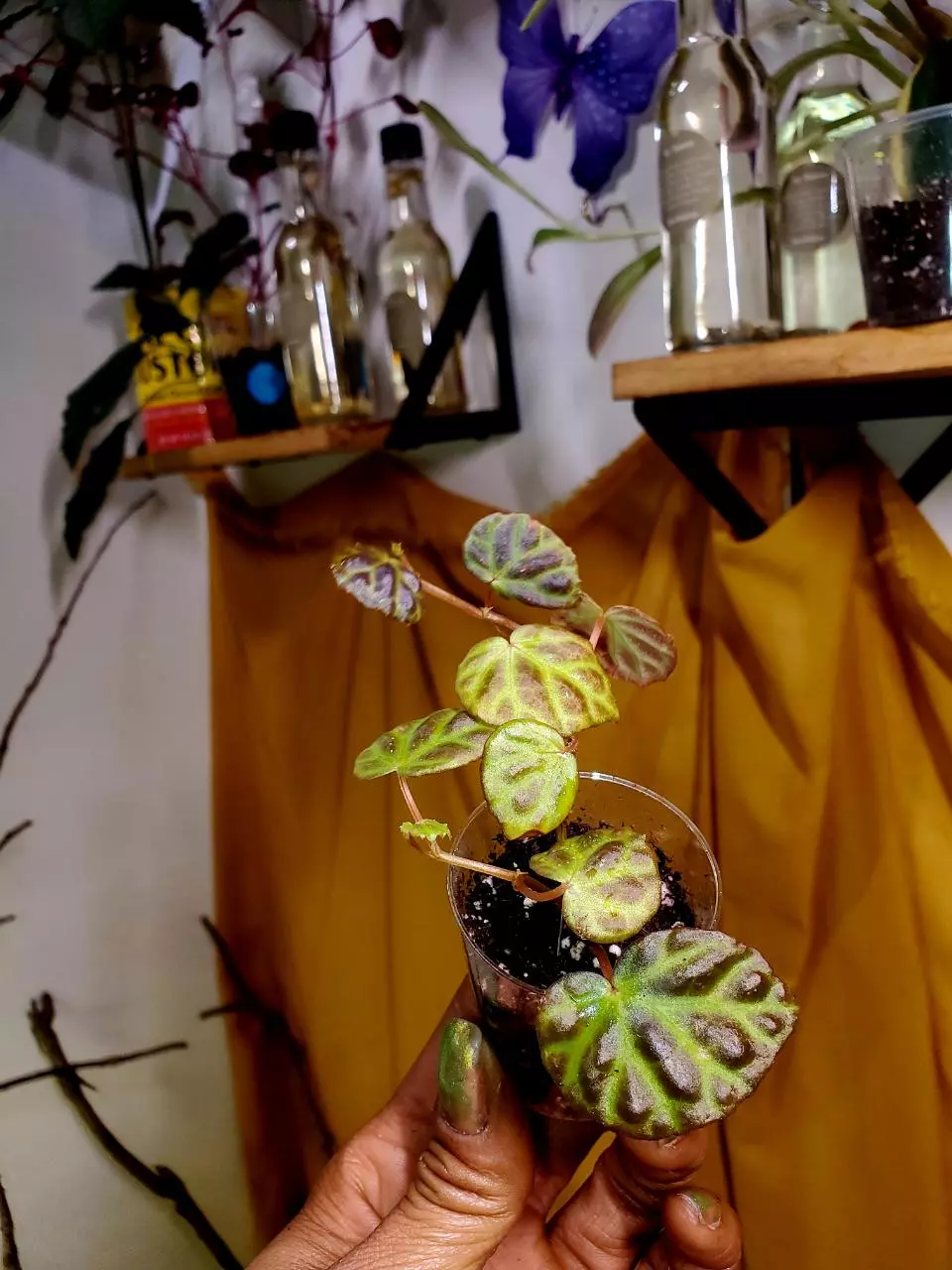 Begonia Draco x Sarawak Hybrid 🌌💕❤️‍🔥🦄🌱 Rooted Cuttings ✨️ GROWERS CHOICE‼️ thumbnail