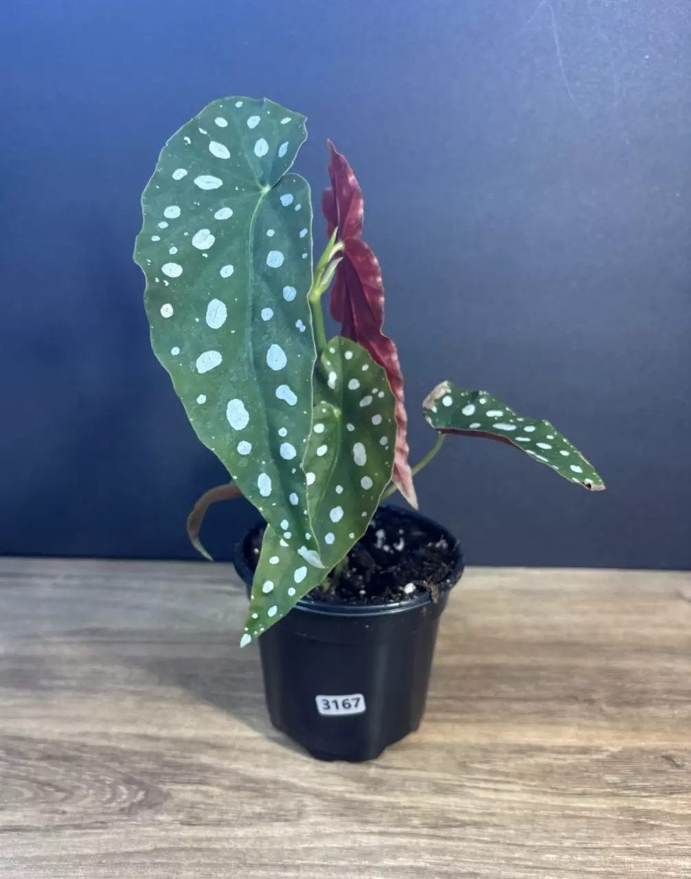 Begonia Maculata - Polka Dot 4” 3167 thumbnail