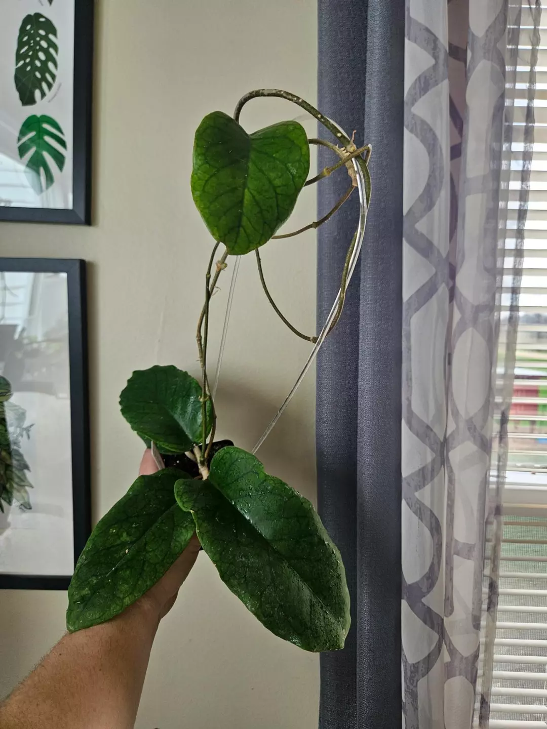 Hoya Patcherawalai 029 thumbnail