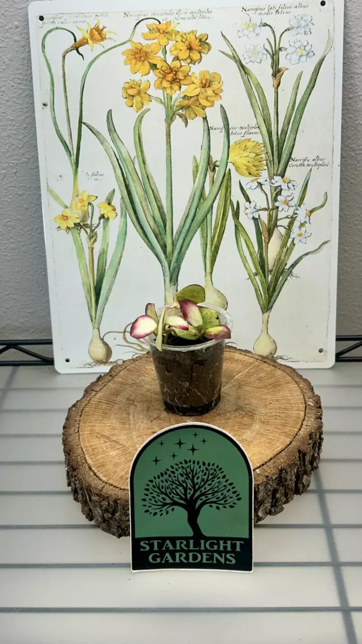 Hoya Heuschkeliana Variegated thumbnail