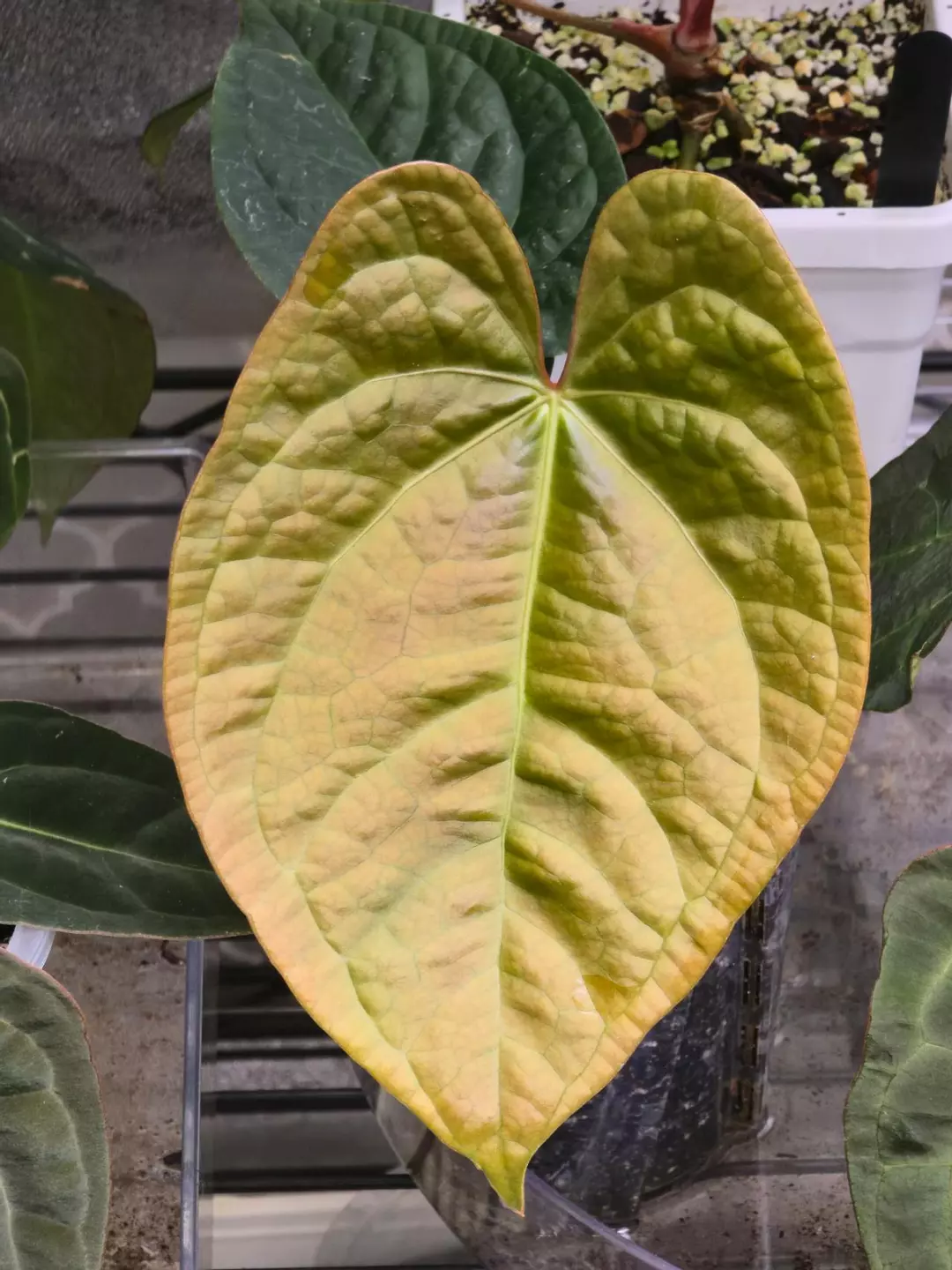 Anthurium Dora x Lux thumbnail