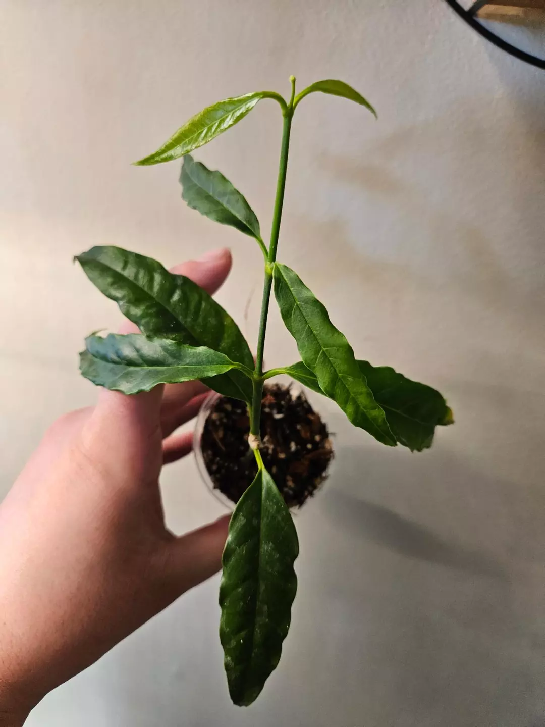 Hoya papaschonii thumbnail