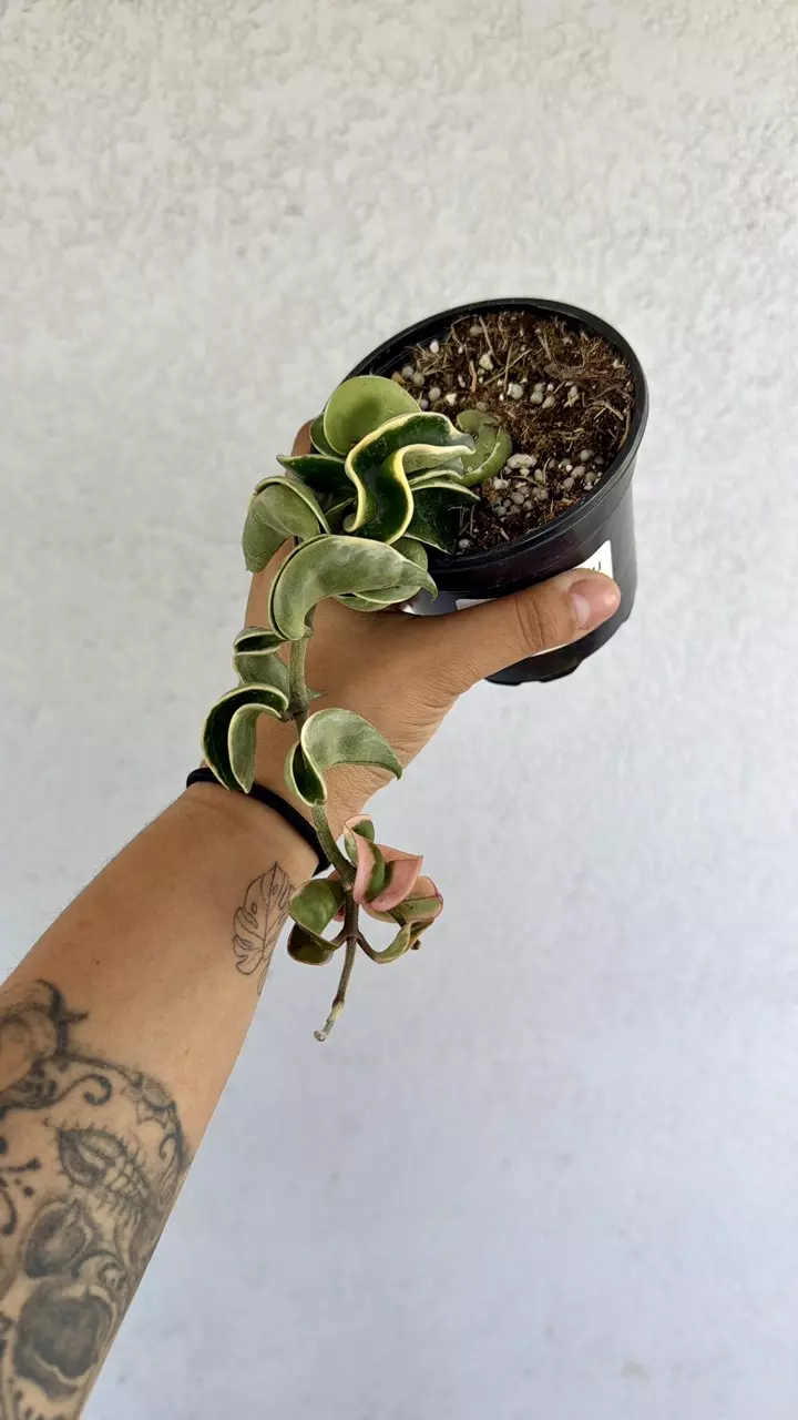 Hoya Compacta Var 4” thumbnail