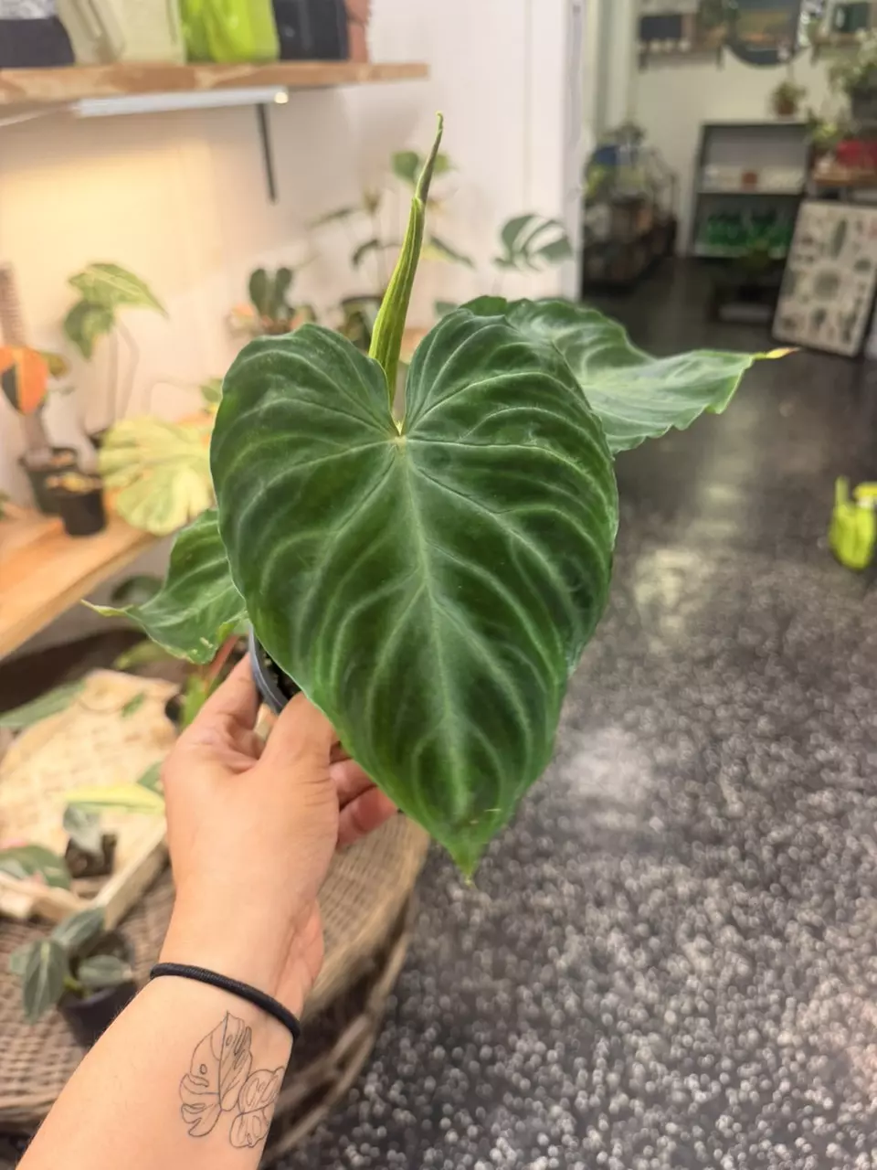 Philodendron Verrucosum 6” thumbnail