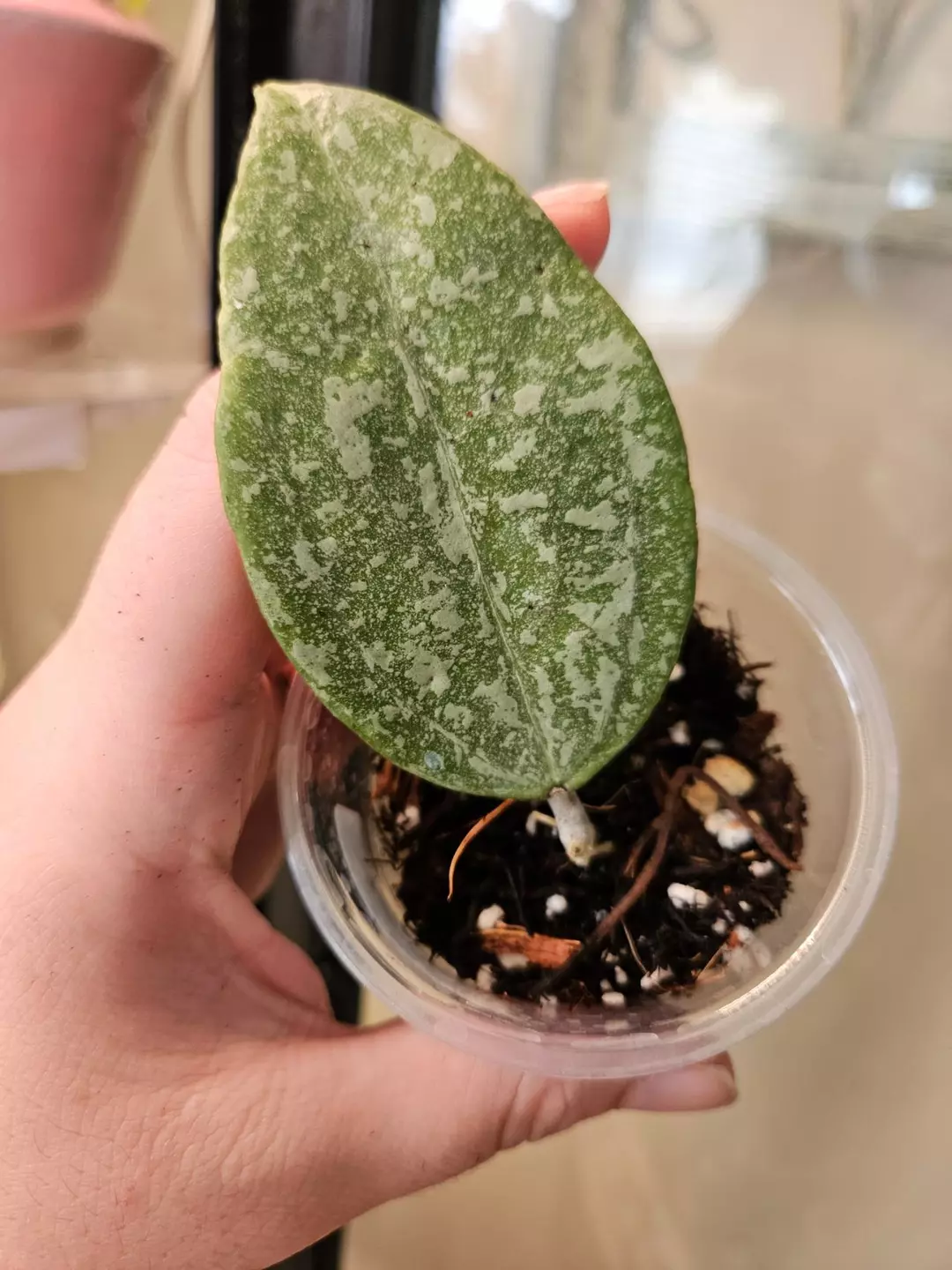 KSB 08 Splash thumbnail