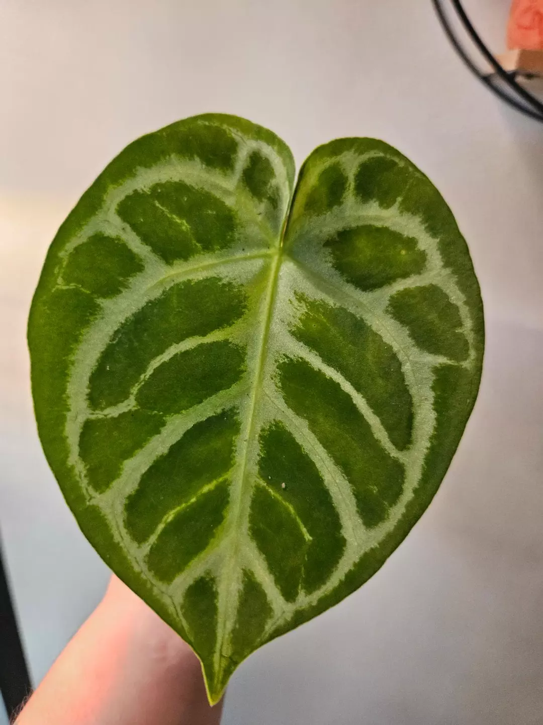 Anthurium Doryaki Silver thumbnail